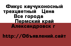 Фикус каучуконосный трехцветный › Цена ­ 500 - Все города  »    . Пермский край,Александровск г.